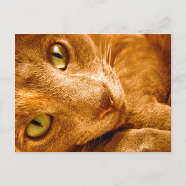 Carte Postale Les grands verts (Devant)