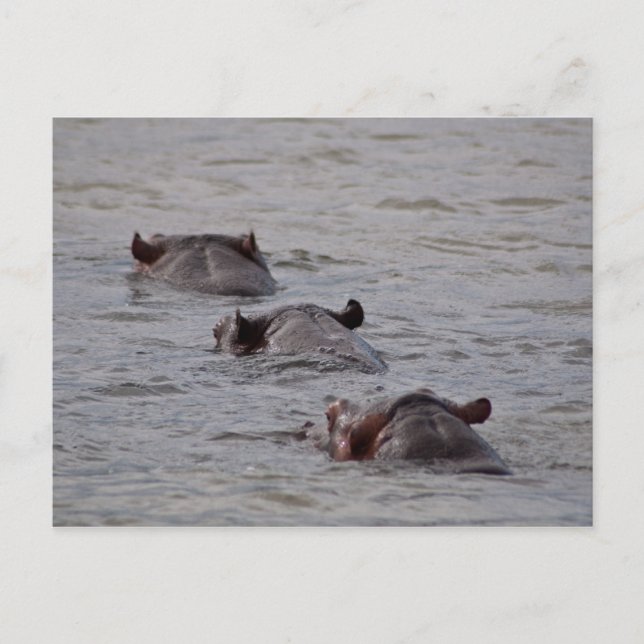 Carte Postale Les hippopotames se baignent (Devant)