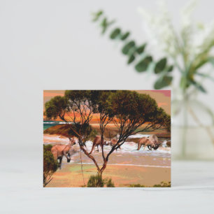 Carte Postale "Les houblons côtiers : Kangaroos sur la rive du p