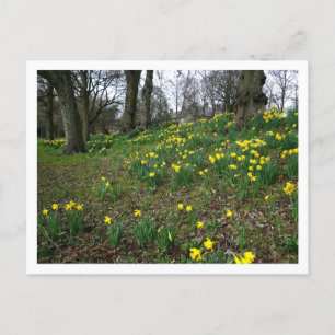 Carte Postale Les jonquilles. Sophia Gardens, Cardiff, Galles. U