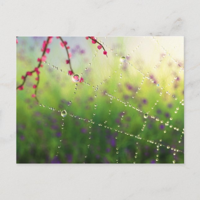 Carte Postale Les joyaux d'un matin de printemps (Devant)