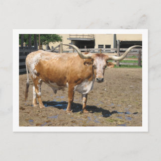 Carte Postale Les Longhorns sont des amis, pas de la nourriture 