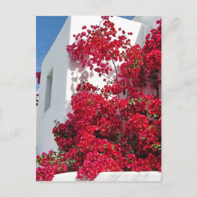 Carte Postale Les maisons de Mykonos (Devant)