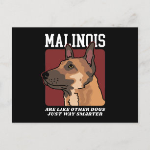 Carte Postale Les Malinois sont des Malinois belges plus intelli