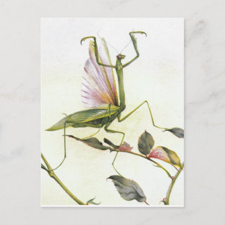 CARTE POSTALE LES MANTIS DE PRIÈRES