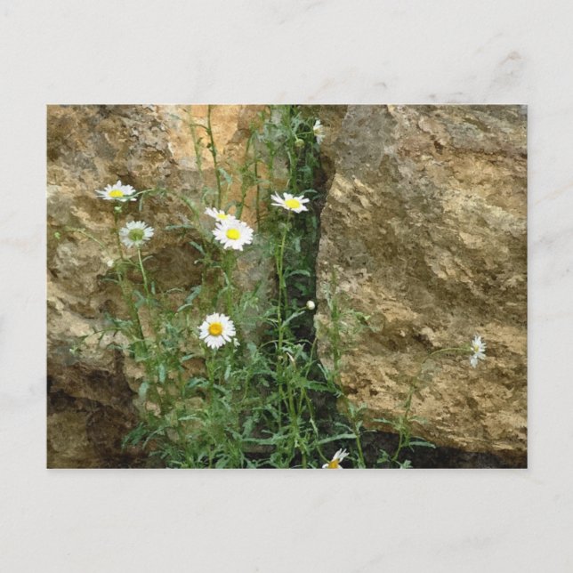 Carte Postale Les marguerites dans les pierres (Devant)