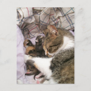 Carte Postale Les mères adorent