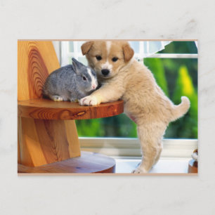 Carte Postale Les mignons animaux