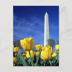 Carte Postale Les monuments   Washington Monument au printemps