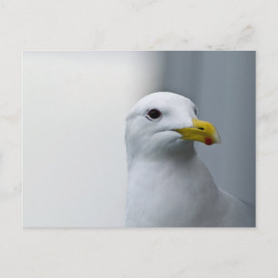 Carte Postale Les mouettes ont aussi besoin d'amour