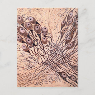 Carte Postale Les neurones de Cajal 1