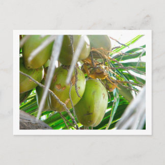 Carte Postale Les noix de coco sur palmier