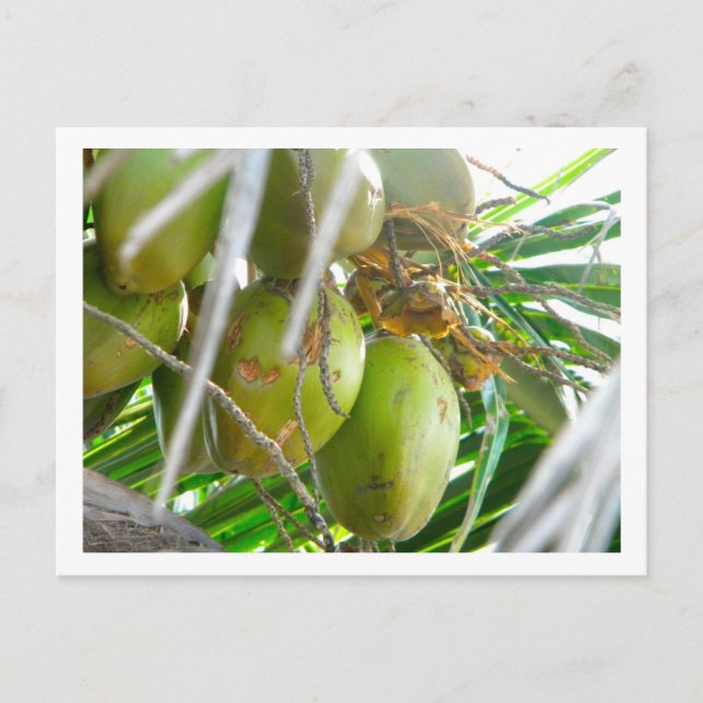 Carte Postale Les noix de coco sur palmier (Devant)