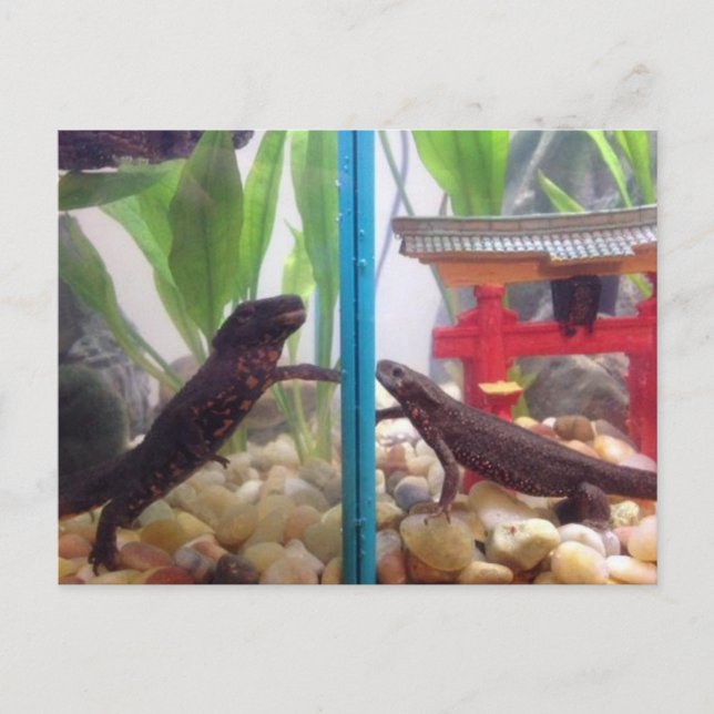 Carte Postale Les nouveaux arrivants (Devant)