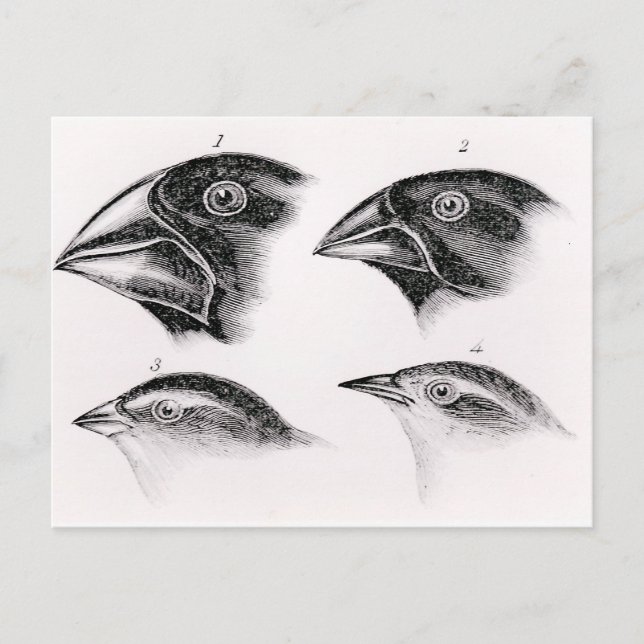 Carte Postale Les observations d'oiseaux de Darwin (Devant)