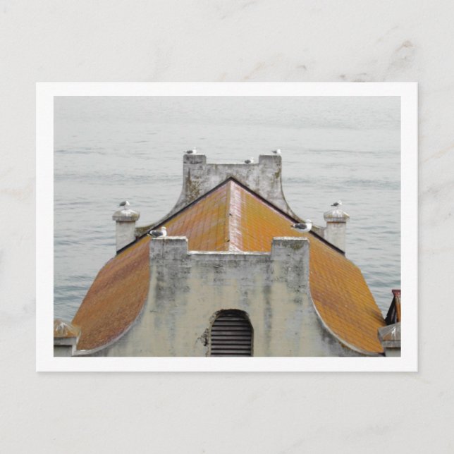 Carte Postale Les oiseaux d'Alcatraz (Devant)