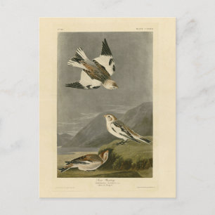 Carte Postale Les oiseaux d'Amérique de John James Audubon