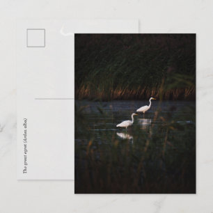 Carte Postale Les oiseaux de la grande aigrette (Ardea alba)