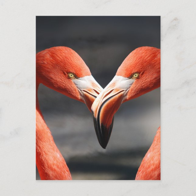 Carte Postale Les oiseaux élégants - le symbole de l'amour (Devant)