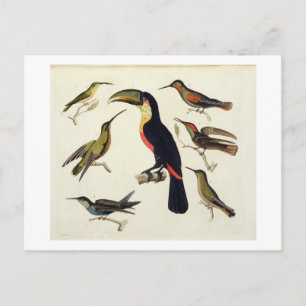 Carte Postale Les oiseaux natifs, dont le Toucan (centre), Amazo