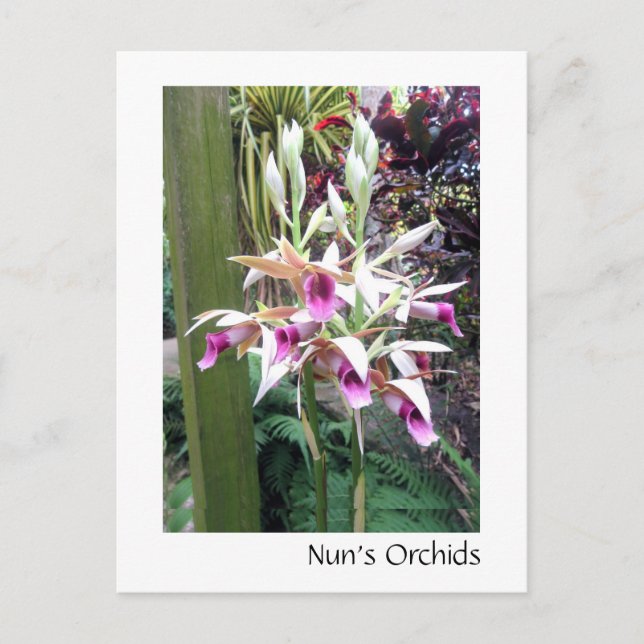 Carte Postale Les orchidées de Nun (Devant)