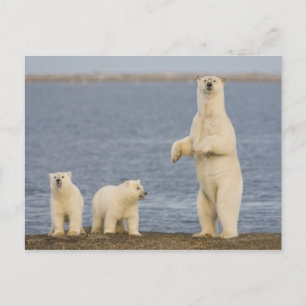Carte Postale Les oursons polaires et leur mère