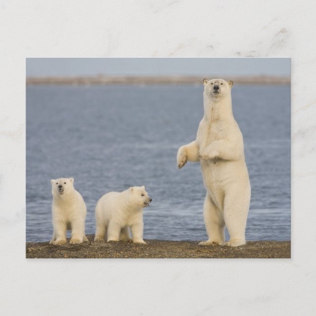 Carte Postale Les oursons polaires et leur mère (Devant)