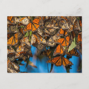 Carte Postale Les papillons monarques migrateurs s'accrochent au