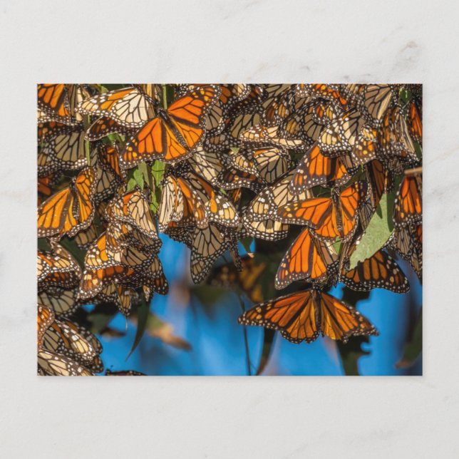 Carte Postale Les papillons monarques migrateurs s'accrochent au (Devant)