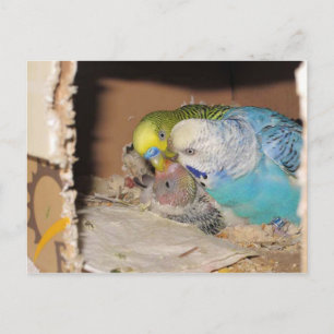 Carte Postale Les Parents Adorants