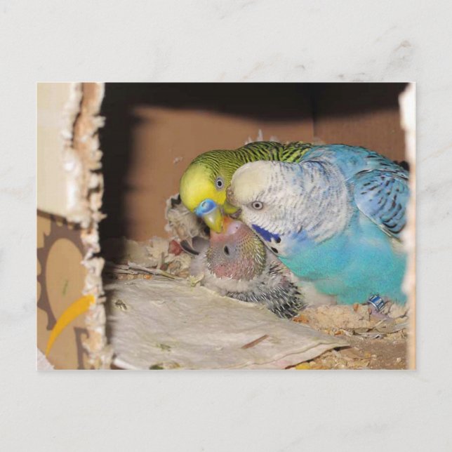 Carte Postale Les Parents Adorants (Devant)