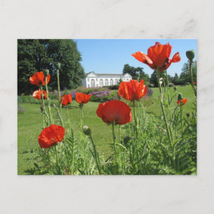 Carte Postale Les pavots rouges dans les jardins Kew