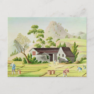 Carte Postale Les paysans dans les rizières