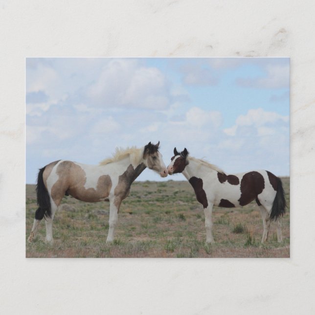 Carte Postale Les peintures (Devant)