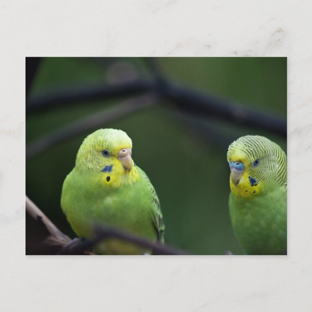 Carte Postale Les perroquets (Devant)