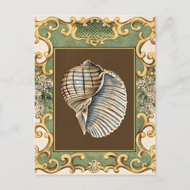Carte Postale Les petites coquilles de sirène (Devant)