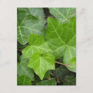 Carte Postale Les photos de Shell