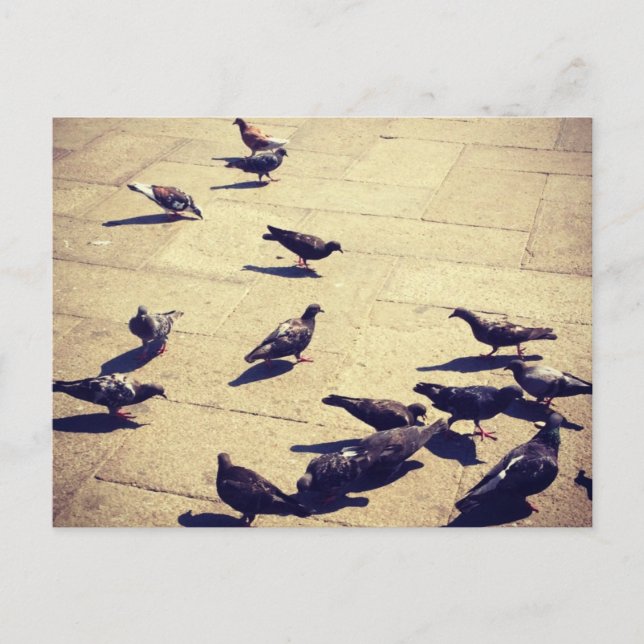 Carte Postale Les pigeons à Venise (Devant)