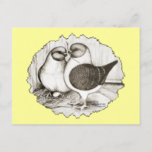 Carte Postale Les pigeons de Modène Gazzi