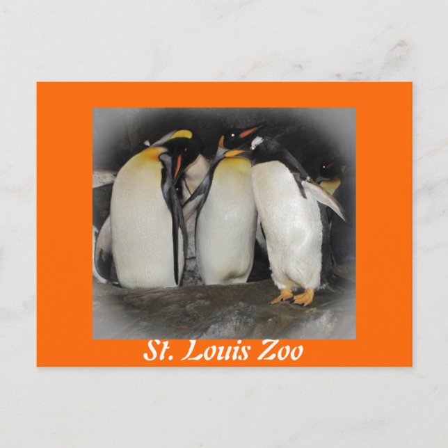 Carte Postale Les pingouins au zoo (Devant)