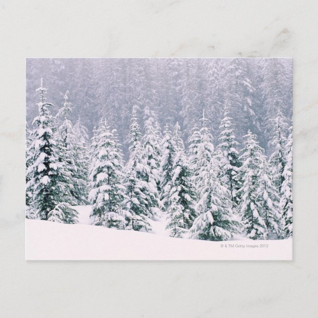 Carte Postale Les pins couverts de neige (Devant)