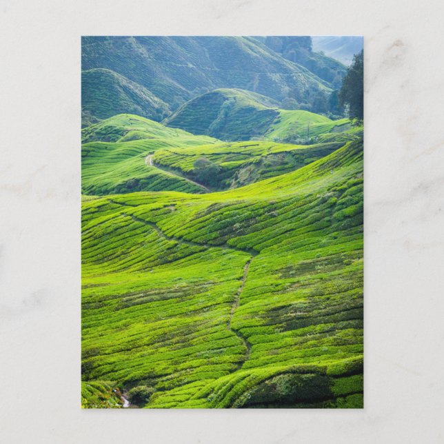 Carte Postale Les plantations de thé (Devant)