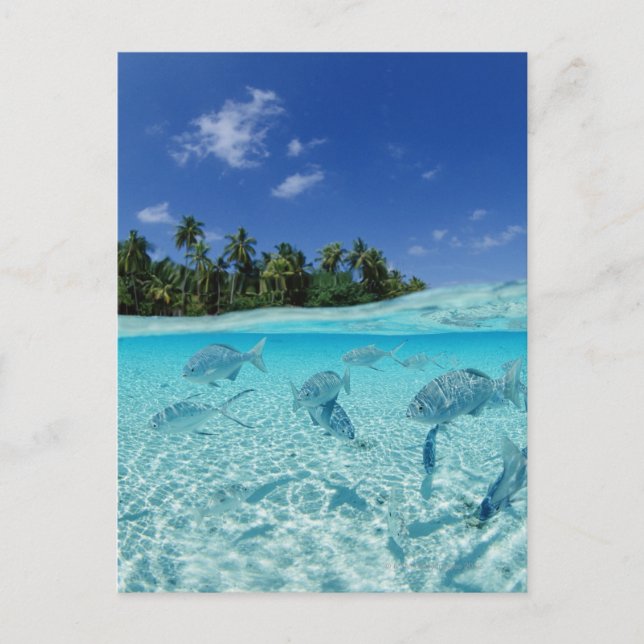 Carte Postale Les poissons en mer (Devant)