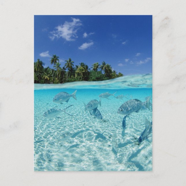 Carte Postale Les poissons en mer (Devant)