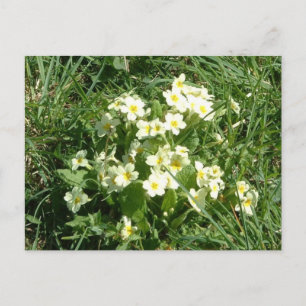 Carte Postale Les Primroses