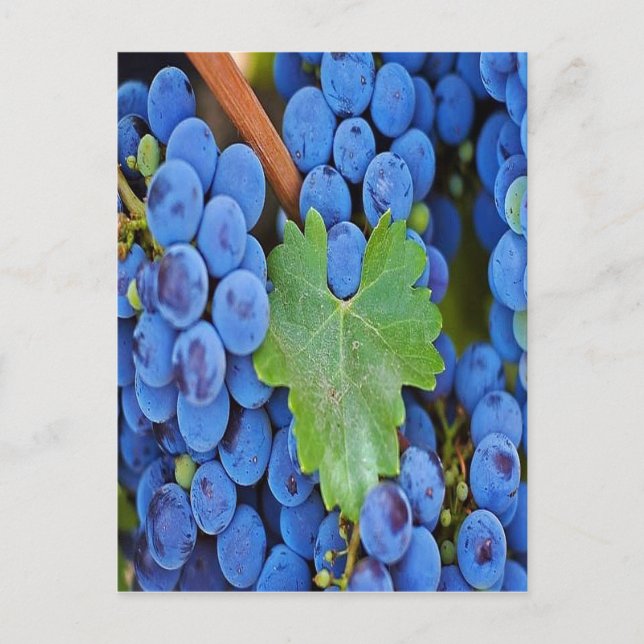 Carte Postale Les raisins sur une vigne (Devant)