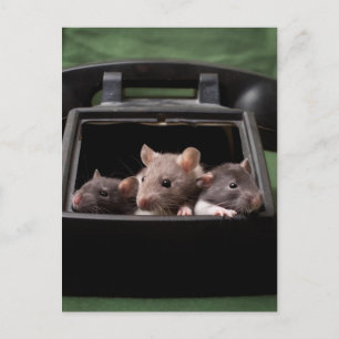 Carte Postale Les rats ont tapé votre téléphone