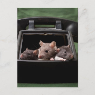 Carte Postale Les rats ont tapé votre téléphone