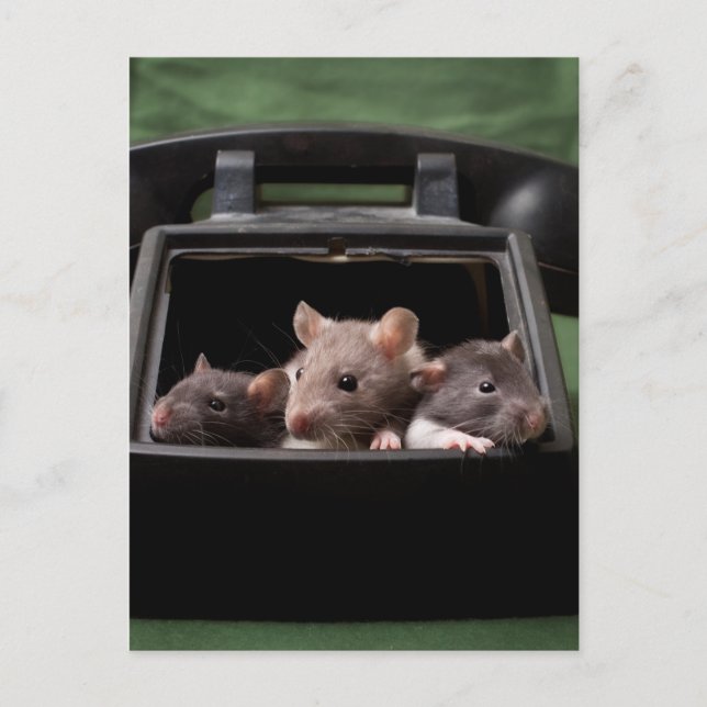 Carte Postale Les rats ont tapé votre téléphone (Devant)