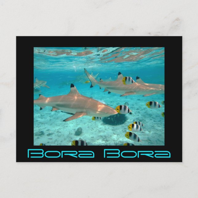 Carte Postale Les requins dans la lagune de Bora Bora (Devant)